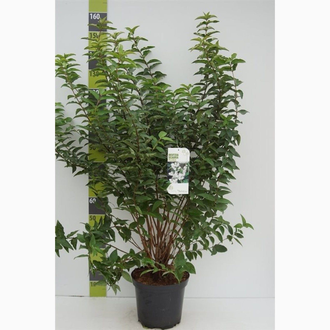 Slånspirea – Deutzia scabra 'Plena' - C12 100-125 CM